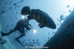 A diver photographs a giant grouper with school of fishes... by Diogo Benchimol 